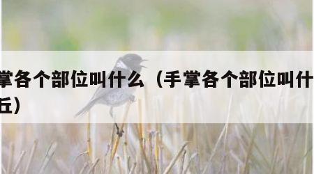 手掌各个部位叫什么（手掌各个部位叫什么 掌丘）