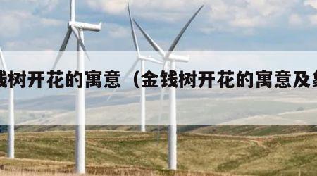 金钱树开花的寓意（金钱树开花的寓意及象征）