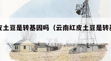 红皮土豆是转基因吗（云南红皮土豆是转基因吗）
