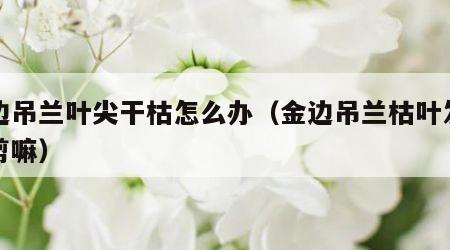 金边吊兰叶尖干枯怎么办（金边吊兰枯叶发黄要剪嘛）