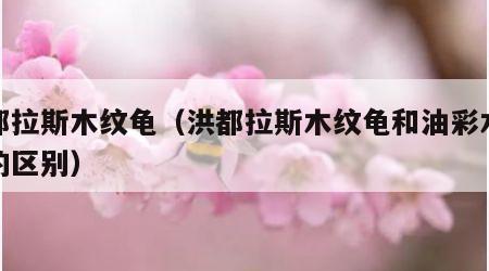 洪都拉斯木纹龟（洪都拉斯木纹龟和油彩木纹龟的区别）