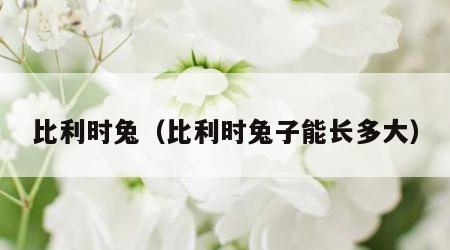 比利时兔（比利时兔子能长多大）