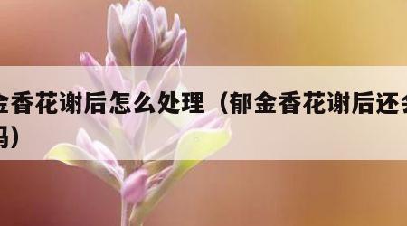 郁金香花谢后怎么处理（郁金香花谢后还会开花吗）