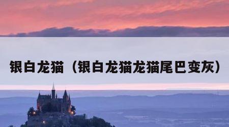 银白龙猫（银白龙猫龙猫尾巴变灰）