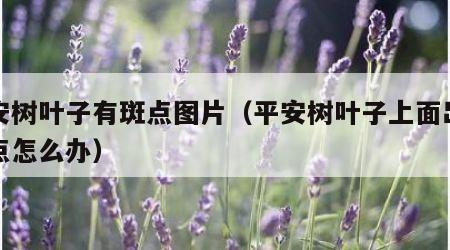 平安树叶子有斑点图片（平安树叶子上面出现白点怎么办）