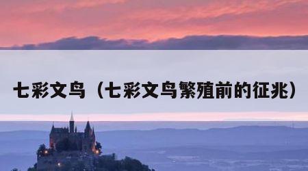 七彩文鸟（七彩文鸟繁殖前的征兆）