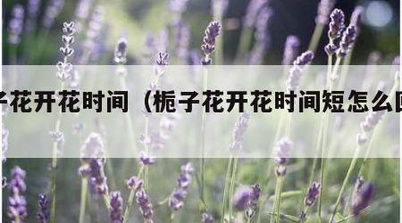 栀子花开花时间（栀子花开花时间短怎么回事）