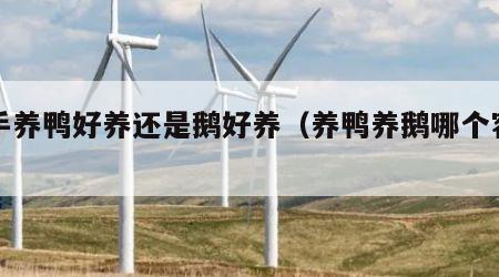 新手养鸭好养还是鹅好养（养鸭养鹅哪个容易养）