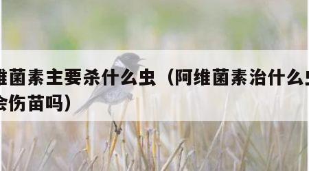 阿维菌素主要杀什么虫（阿维菌素治什么虫用多会伤苗吗）