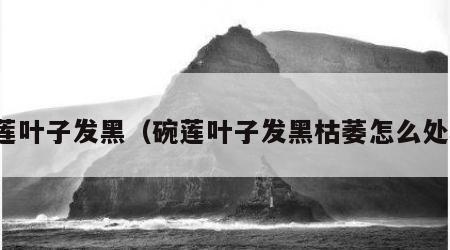 碗莲叶子发黑（碗莲叶子发黑枯萎怎么处理）