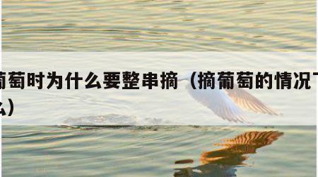 摘葡萄时为什么要整串摘（摘葡萄的情况下是什么）