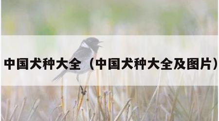 中国犬种大全（中国犬种大全及图片）