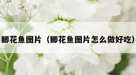 鲫花鱼图片（鲫花鱼图片怎么做好吃）