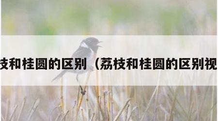 荔枝和桂圆的区别（荔枝和桂圆的区别视频）