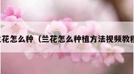 兰花怎么种（兰花怎么种植方法视频教程）
