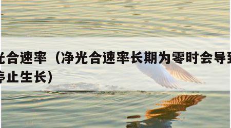 净光合速率（净光合速率长期为零时会导致幼苗停止生长）