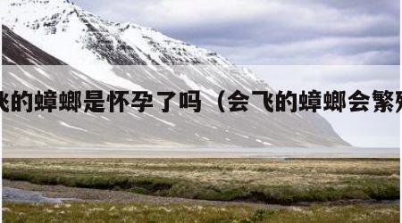 会飞的蟑螂是怀孕了吗（会飞的蟑螂会繁殖吗）