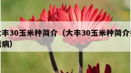 大丰30玉米种简介（大丰30玉米种简介抗锈病）