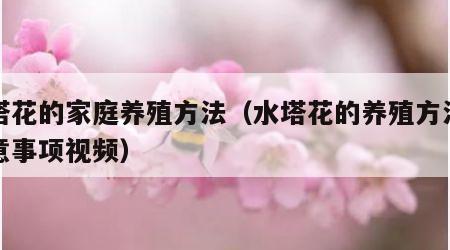 水塔花的家庭养殖方法（水塔花的养殖方法和注意事项视频）