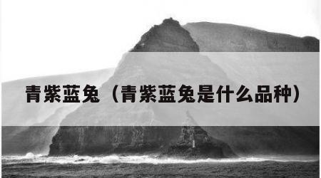 青紫蓝兔（青紫蓝兔是什么品种）