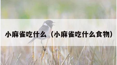 小麻雀吃什么（小麻雀吃什么食物）