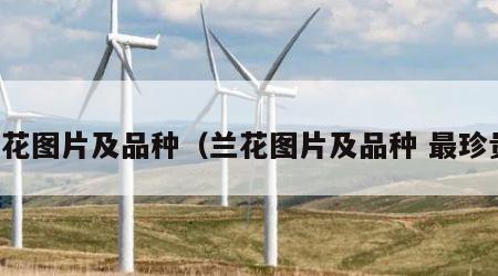 兰花图片及品种（兰花图片及品种 最珍贵）