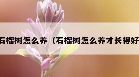 石榴树怎么养（石榴树怎么养才长得好）