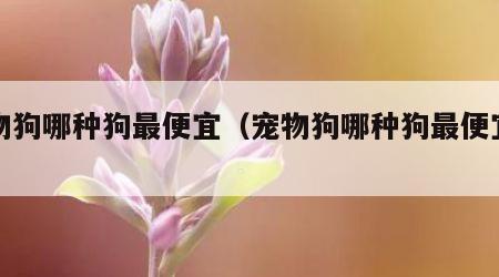 宠物狗哪种狗最便宜（宠物狗哪种狗最便宜的）