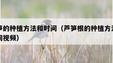 芦笋的种植方法和时间（芦笋根的种植方法和时间视频）