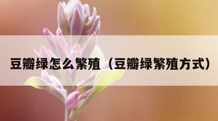 豆瓣绿怎么繁殖（豆瓣绿繁殖方式）