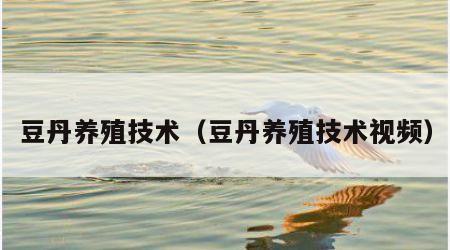 豆丹养殖技术（豆丹养殖技术视频）