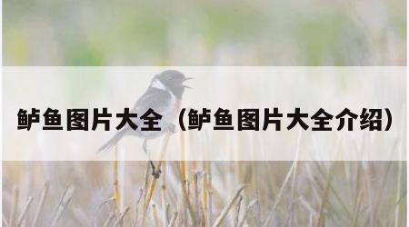 鲈鱼图片大全（鲈鱼图片大全介绍）