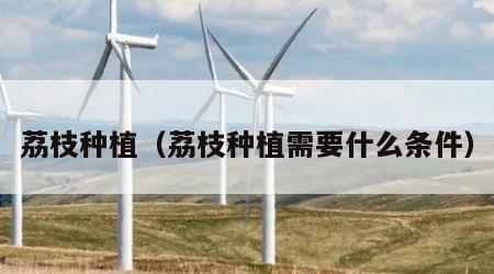 荔枝种植（荔枝种植需要什么条件）