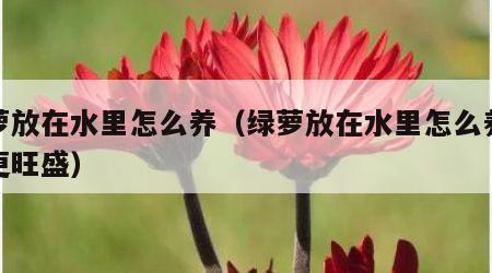 绿萝放在水里怎么养（绿萝放在水里怎么养才能更旺盛）