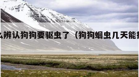 怎么辨认狗狗要驱虫了（狗狗蛔虫几天能排干净）