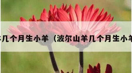 羊几个月生小羊（波尔山羊几个月生小羊）