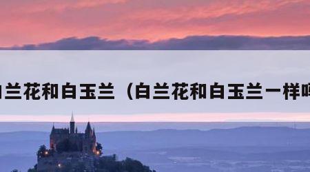 白兰花和白玉兰（白兰花和白玉兰一样吗）
