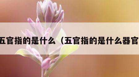 五官指的是什么（五官指的是什么器官）