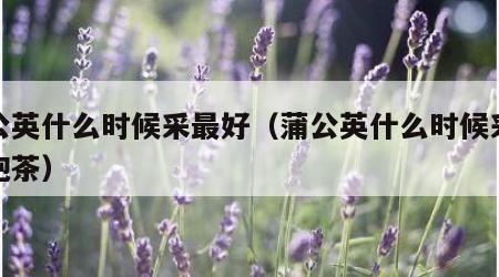 蒲公英什么时候采最好（蒲公英什么时候采最好泡茶）
