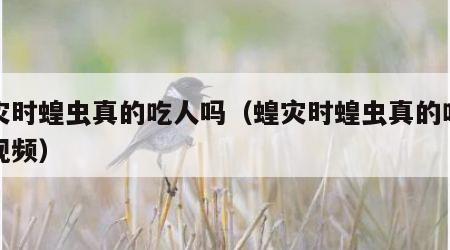 蝗灾时蝗虫真的吃人吗（蝗灾时蝗虫真的吃人吗视频）