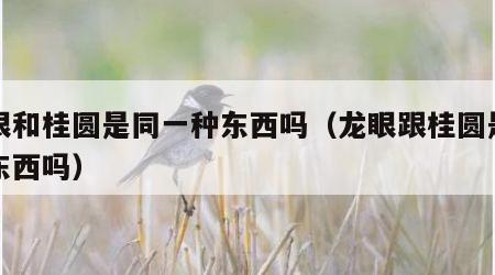 龙眼和桂圆是同一种东西吗（龙眼跟桂圆是一种东西吗）