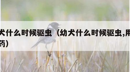 幼犬什么时候驱虫（幼犬什么时候驱虫,用什么药）