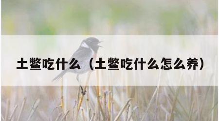 土鳖吃什么（土鳖吃什么怎么养）