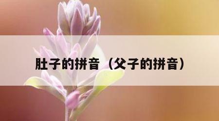 肚子的拼音（父子的拼音）
