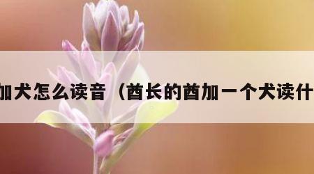 酋加犬怎么读音（酋长的酋加一个犬读什么）