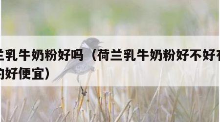 荷兰乳牛奶粉好吗（荷兰乳牛奶粉好不好有人买的好便宜）