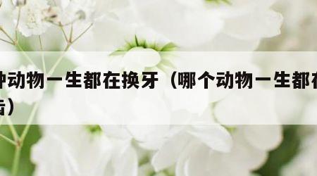 那种动物一生都在换牙（哪个动物一生都在换牙齿）