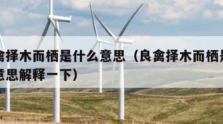 良禽择木而栖是什么意思（良禽择木而栖是什么意思解释一下）