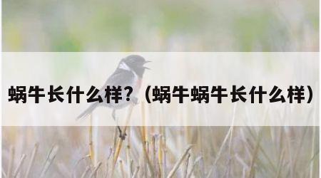 蜗牛长什么样?（蜗牛蜗牛长什么样）