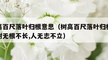 树高百尺落叶归根意思（树高百尺落叶归根意思树无根不长,人无志不立）